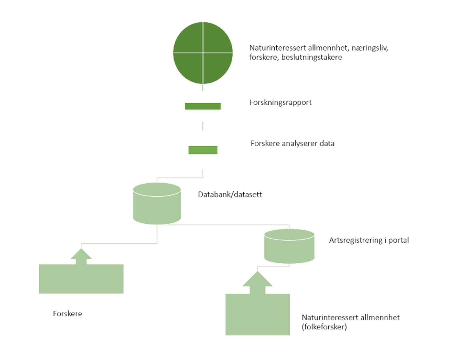 Figur. Flytskjema som viser veien fra artsregistrering og tilknyttingen til det øvrige forskningsarbeidet.